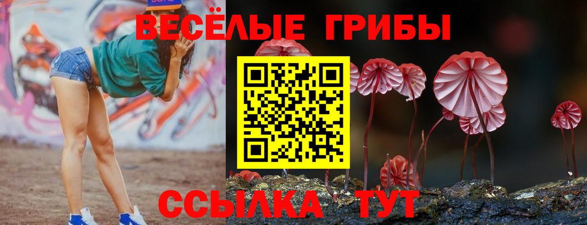 Псилоцибиновые грибы Psilocybe Родники